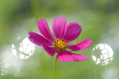Cosmos-01