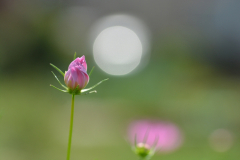 Cosmos-02