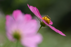 Cosmos-03