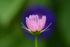 Cosmos-04