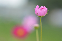 Cosmos-05