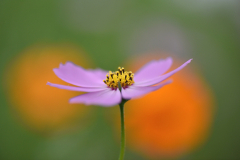 Cosmos-07