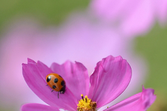 Cosmos-08