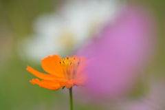 Cosmos-10