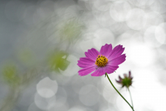 Cosmos-11