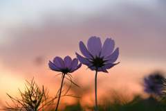 Cosmos-12