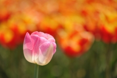 Tulip-01