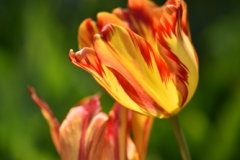 Tulip-02