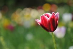 Tulip-03