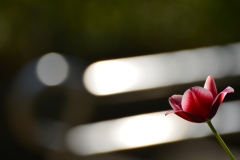 Tulip-04