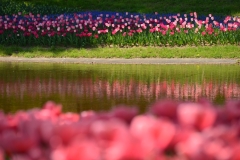 Tulip-05