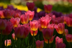 Tulip-06