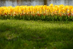 Tulip-07