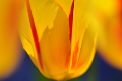 Tulip-09