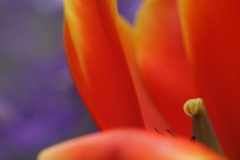 Tulip-10