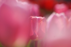 Tulip-11