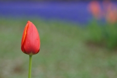 Tulip-12